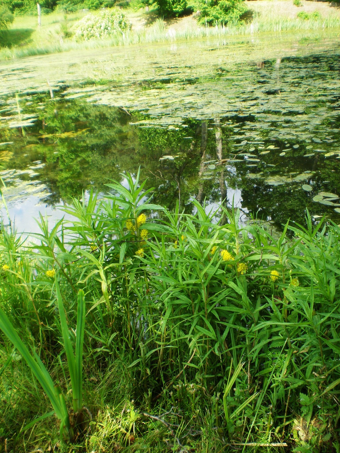 1. puokštinė poraistė Naumburgia thyrsiflora