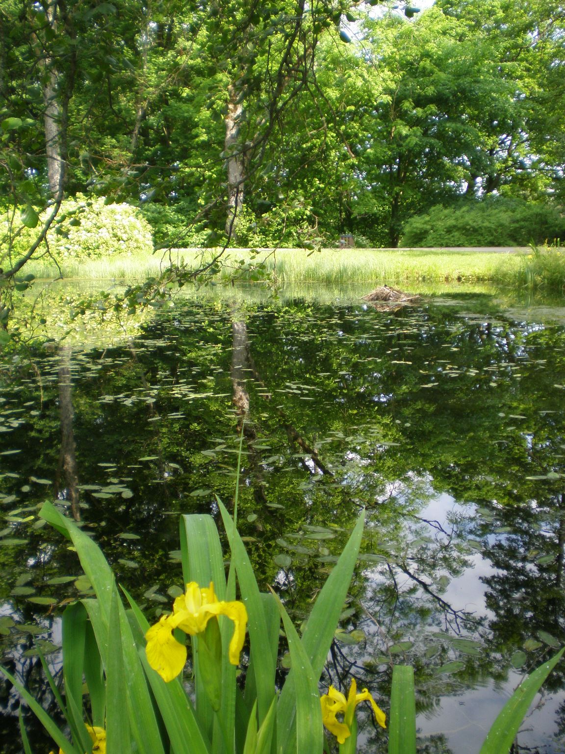 2.Geltonasis vilkdalgis Iris pseudacorus