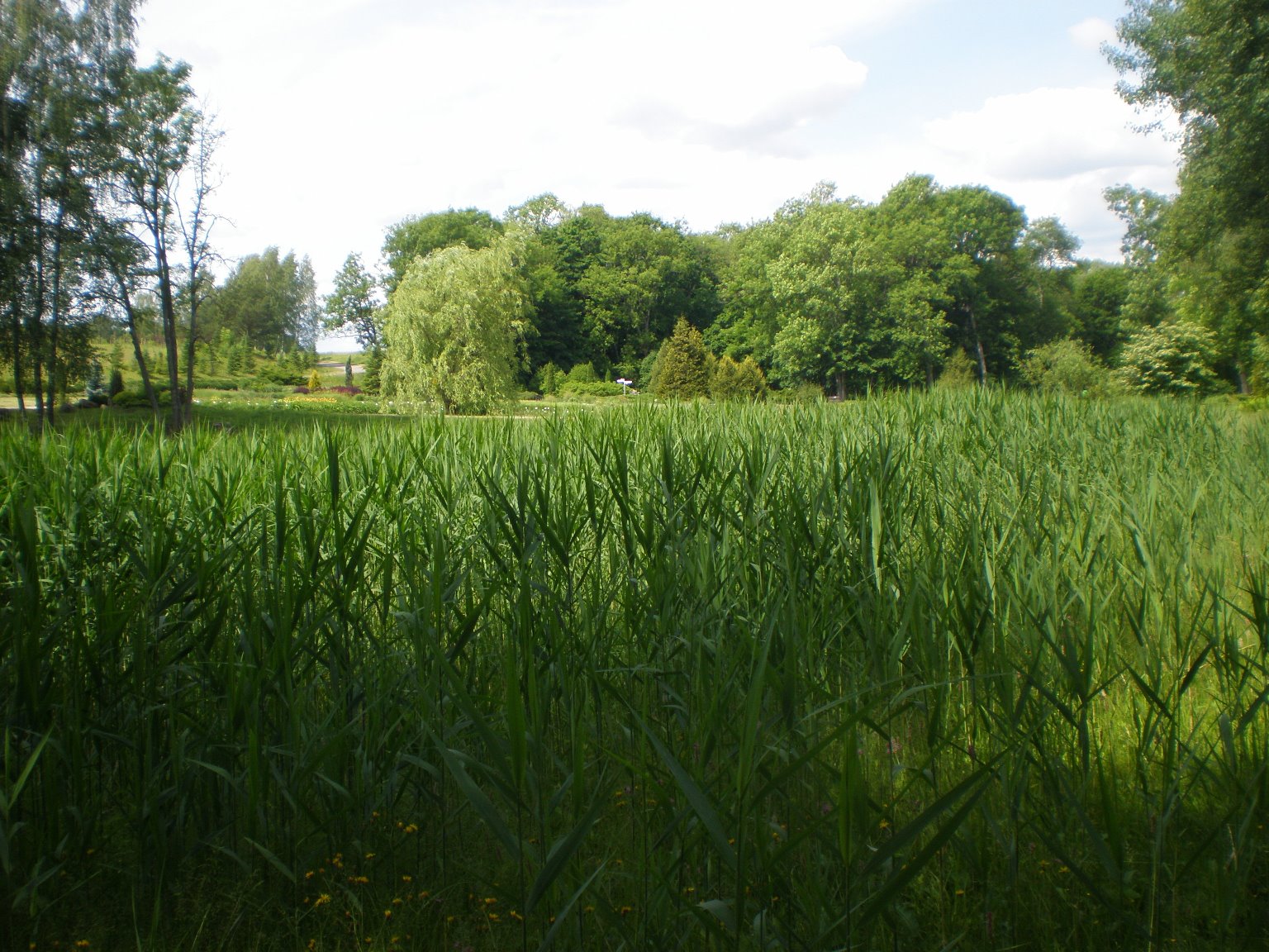 24.Paprastoji nendrė Phragmites australis